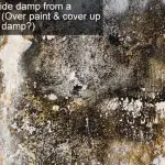 How to hide damp from a surveyor - Over paint & cover up or fix the damp