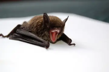 Can You Sell A House With A Bat Roost In Your Loft? (Can You Get Rid Of Bats)