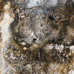 How Do I Get Rid Of Damp Quickly From My House? How do I get rid of damp quickly small