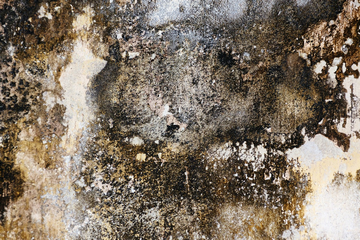 How Do I Get Rid Of Damp Quickly From My House?