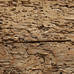 Should You Buy a House With Woodworm? (Will Worms Eat Your House?) Should You Buy a House With Woodworm - Will Worms Eat Your House small