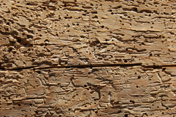 Should You Buy a House With Woodworm? (Will Worms Eat Your House?)