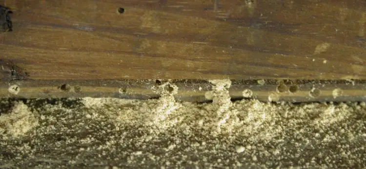 What are the tell-tale signs of an active woodworm infestation