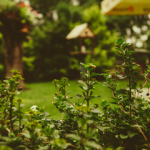Should You Buy A House With An East Facing Garden (Pros and Cons) Should you buy a house with an east facing garden east