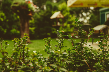 Should You Buy A House With An East Facing Garden  (Pros and Cons)