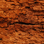 Can Woodworm Spread From Furniture Or Other Wood To Your House? Can Woodworm Spread From Furniture Or Other Wood To Your House small
