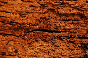 Can Woodworm Spread From Furniture Or Other Wood To Your House?