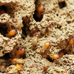 Should You Buy A House That Has Been Treated For Termites small