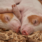 Should You Buy a House Near a Farm Or Farmland? Piglets - Should You Buy House Near Farm small