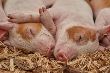 Should You Buy a House Near a Farm Or Farmland?