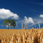 Pros And Cons Of Living Next To A Cornfield Cornfield - Pros And Cons Of Living Next To A Cornfield small