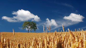 Pros And Cons Of Living Next To A Cornfield