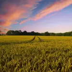 Cornfield farmland - Pitfalls of buying rural land small