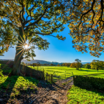 Fields and trees - Why Is It Better To Live On A Farm Than The City small