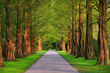 What Are The Pros And Cons Of Living Next To A Park?